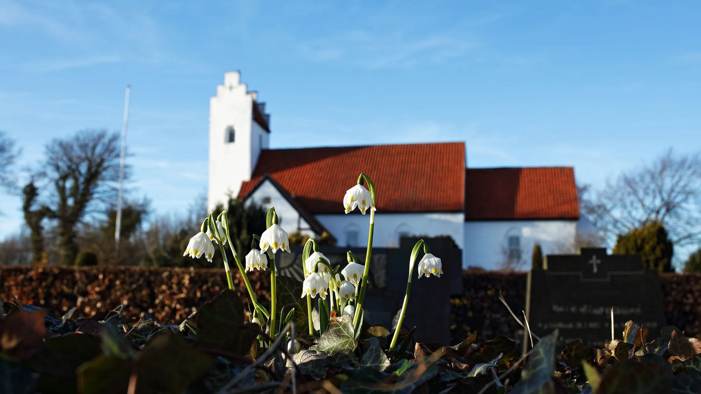 Vintergækker foran Elsted Kirke