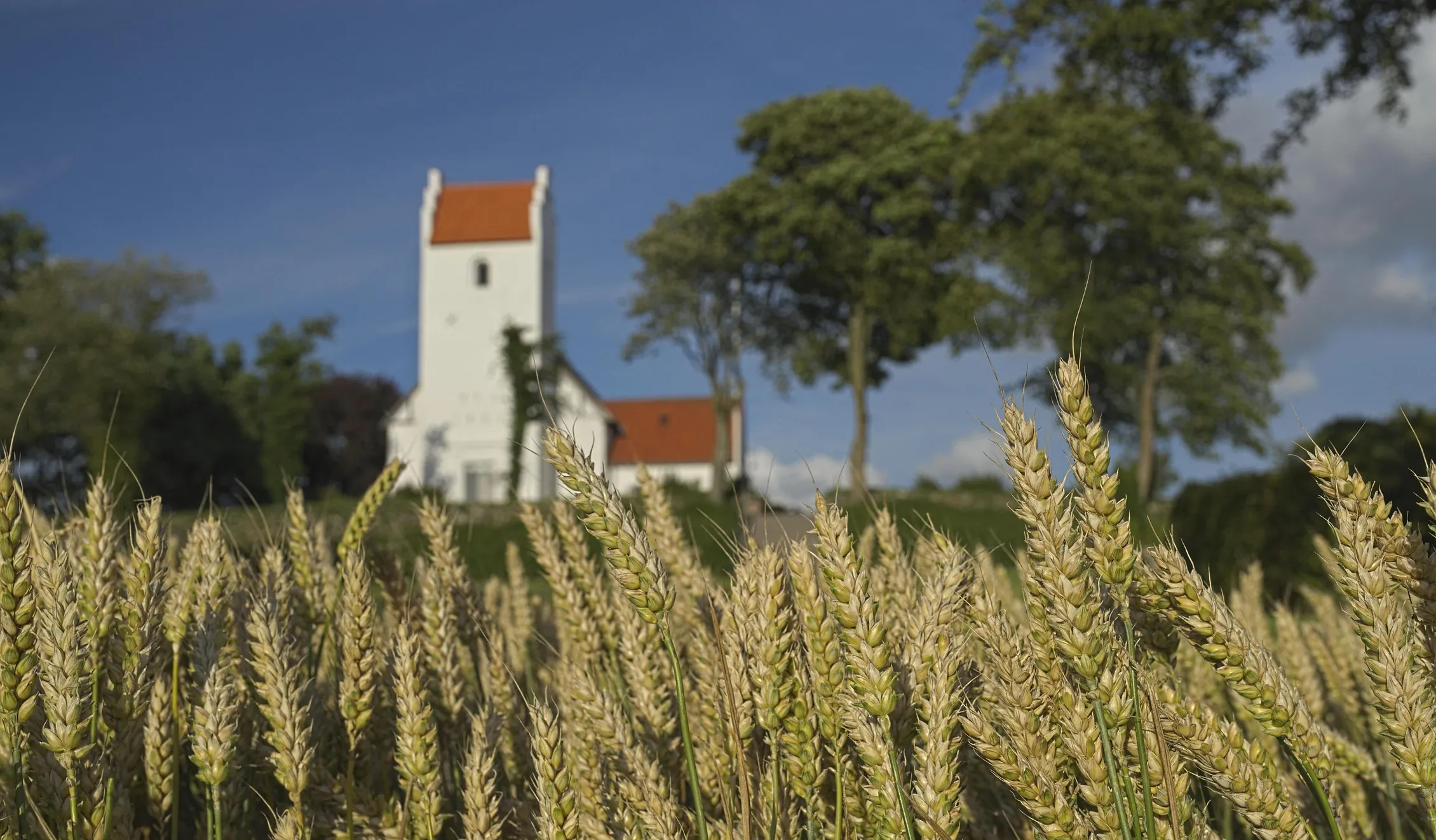 Elsted Kirke bag rækker af korn. 