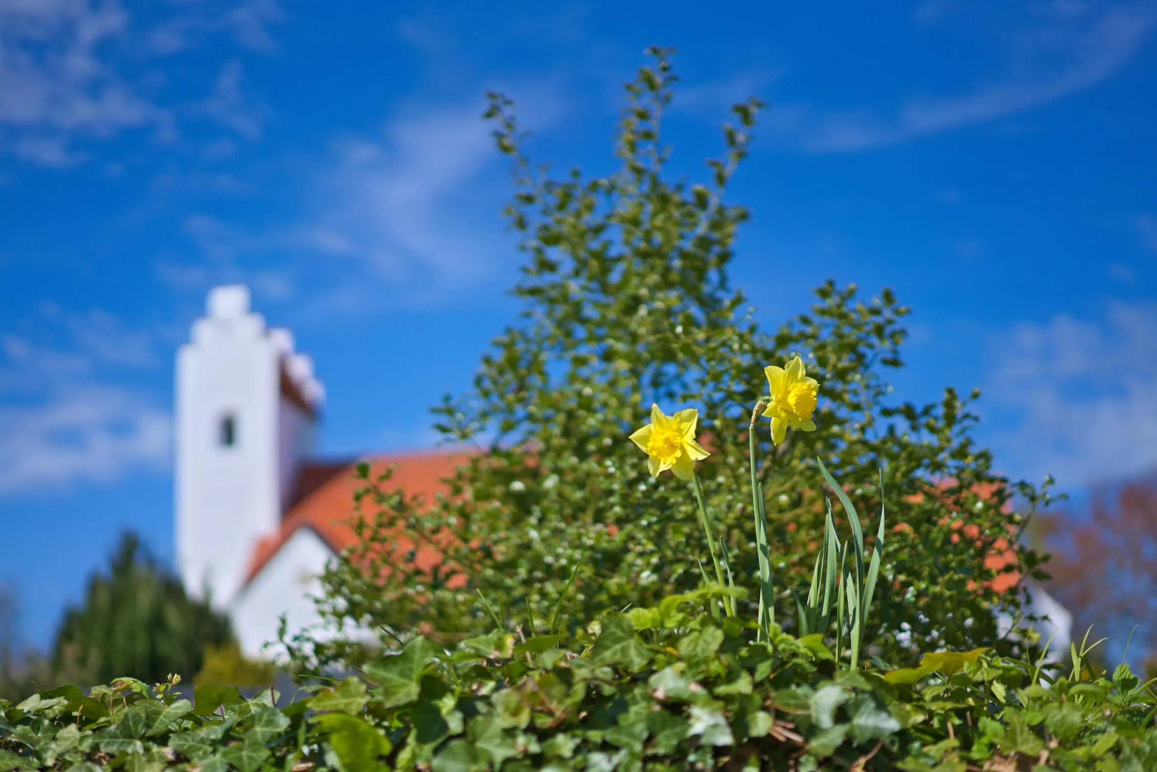 Påskeliljer foran Elsted Kirke